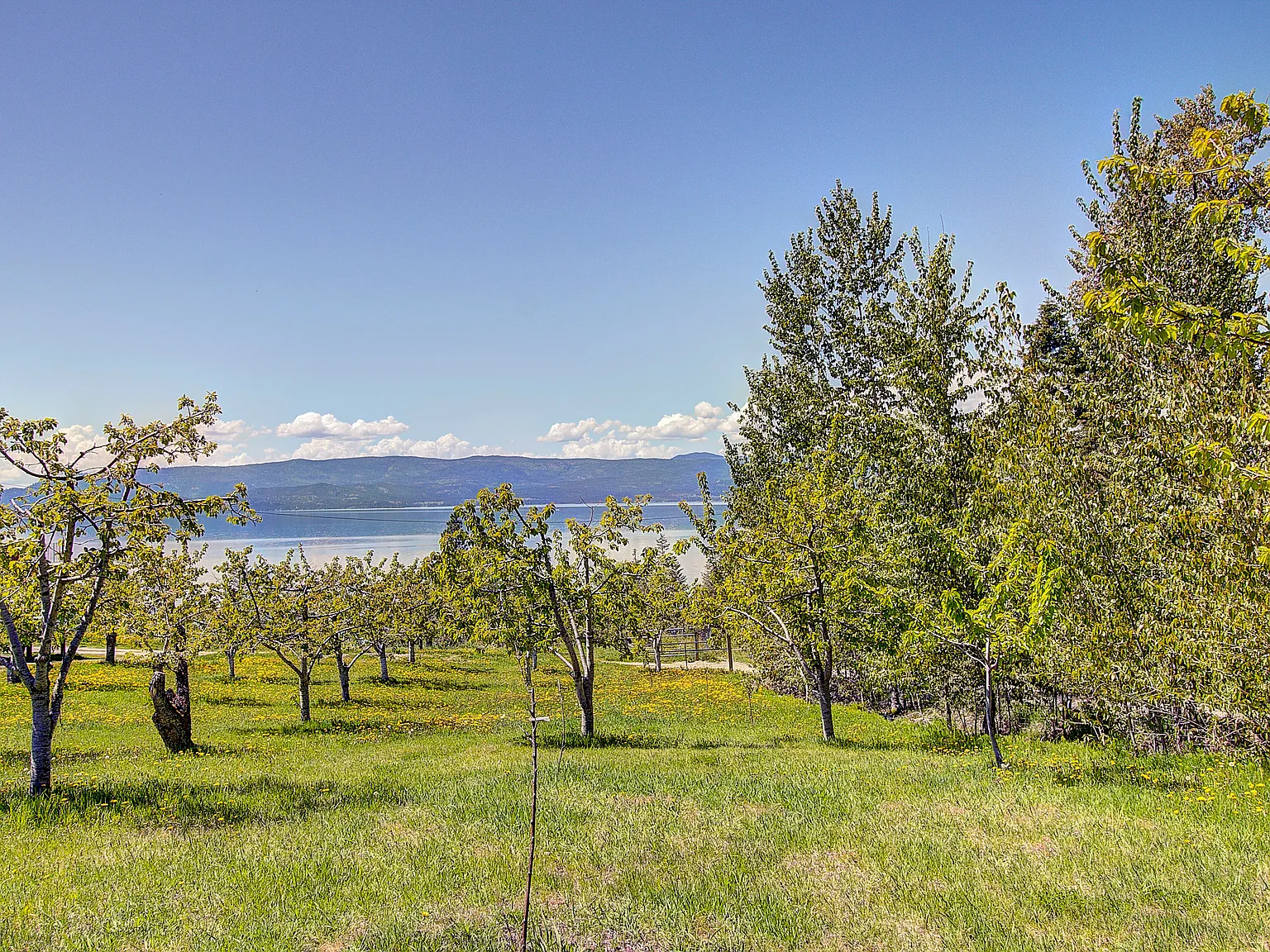 2 bed, $2,000 — Photo 4
