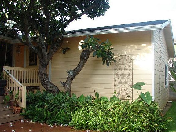 Sweet Plumeria Tree In Back Patio Area