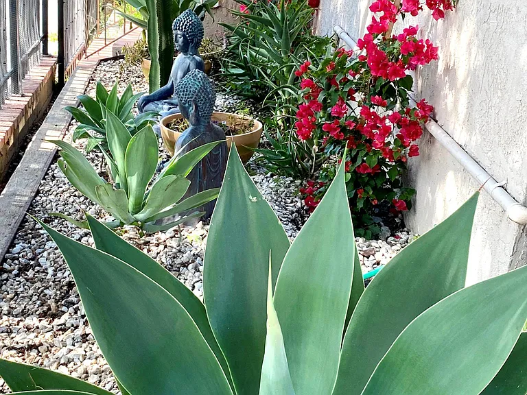 Succulent zen garden