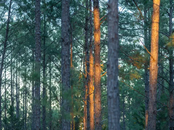 0 Fm 279 #2, Ben Wheeler, TX 75754