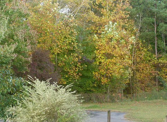 Yard Over 3.5 acres pond