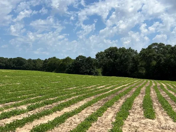 0 County Road 13 Acres #84, Headland, AL 36345