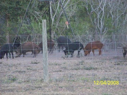 Feral hogs
