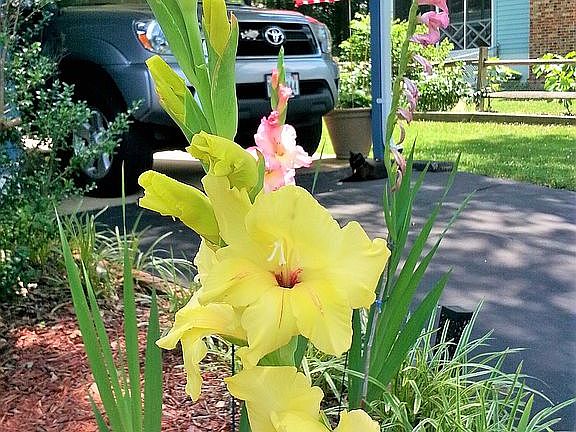 Front garden
