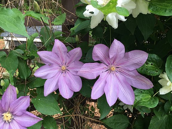Clematis on trellis. 