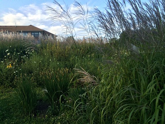 prairie