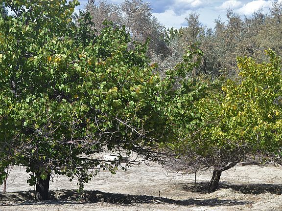 orchard