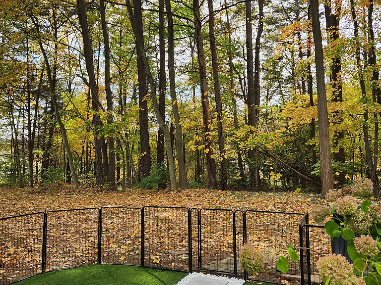 Backyard/Patio
