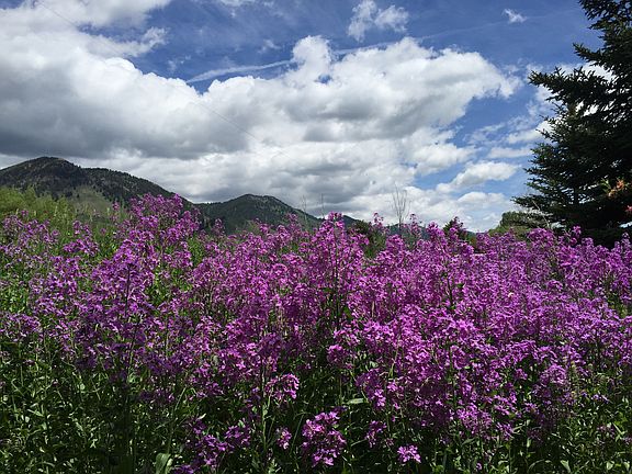 Back Yard in Spring