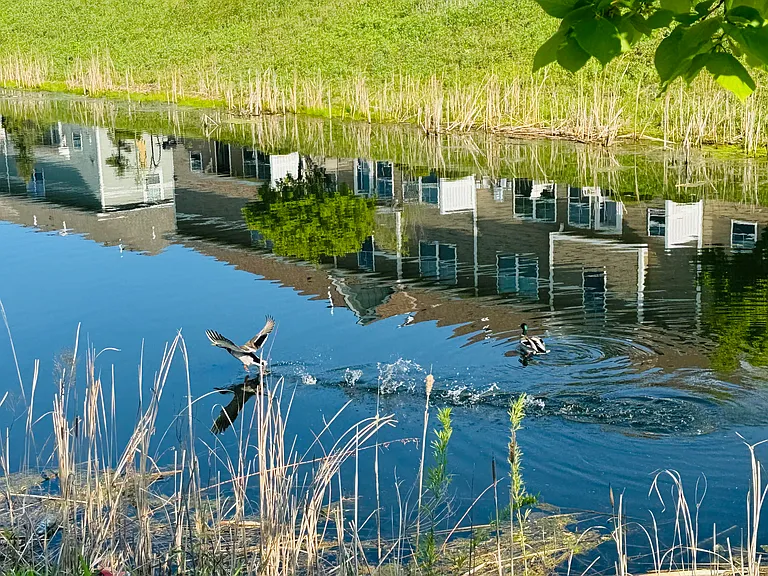 Community Pond!