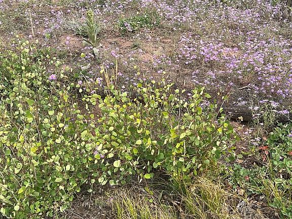 4th image of LOT 542 Forbes Rd