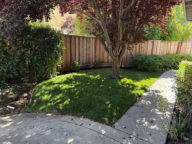 Backyard Lawn