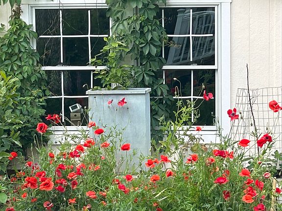 The garden has a 200 sq foot office to escape the noise of the house to work or practice yoga.