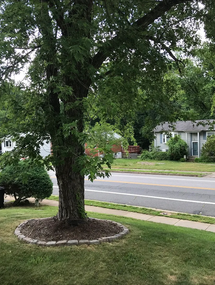 Forestdale Ave, Woodbridge — Photo 3