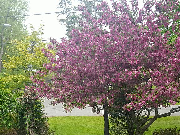 Street side patio Crabapple