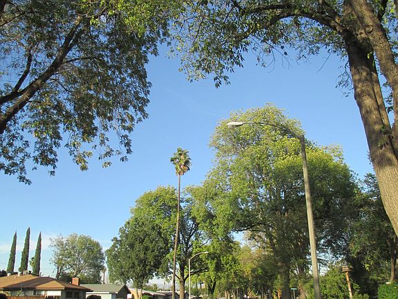 Tree-lined, quiet street