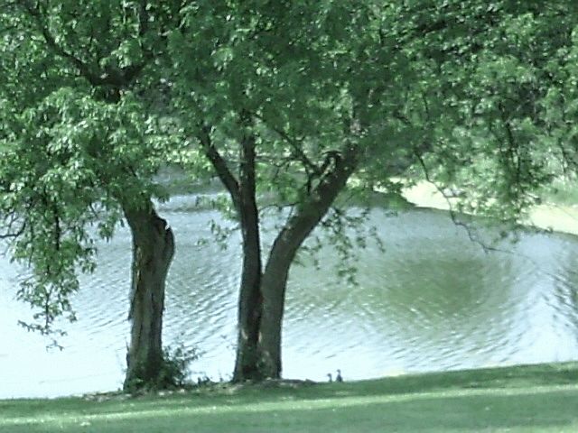 Lake view