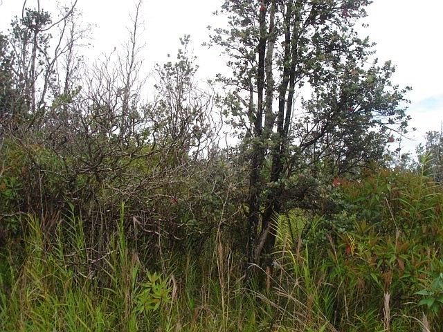1st image of 11th Ave Lot 1558