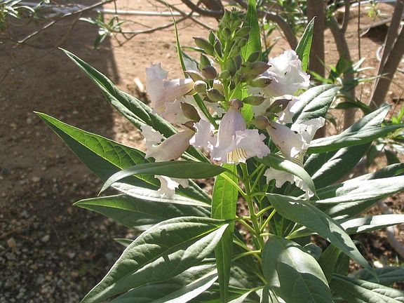Flowering trees all year long