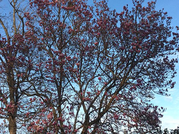Beautiful Japanese Magnolia 
