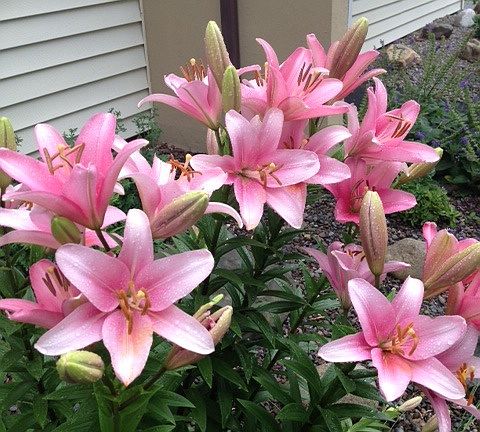Lovely Lillies in the Summer