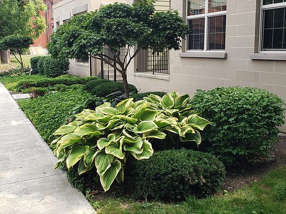 Lush Landscaping