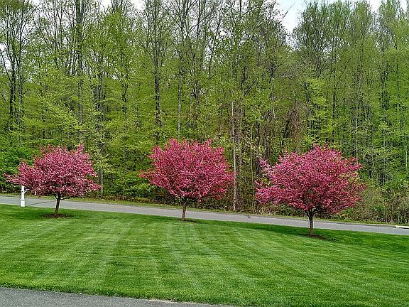 Crabapples in bloom