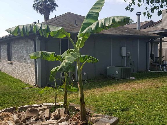 Banana Tree