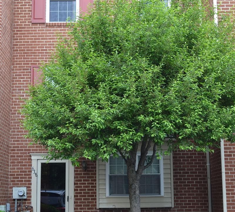 Front of the house