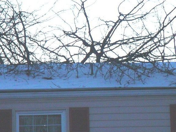 Tree in roof