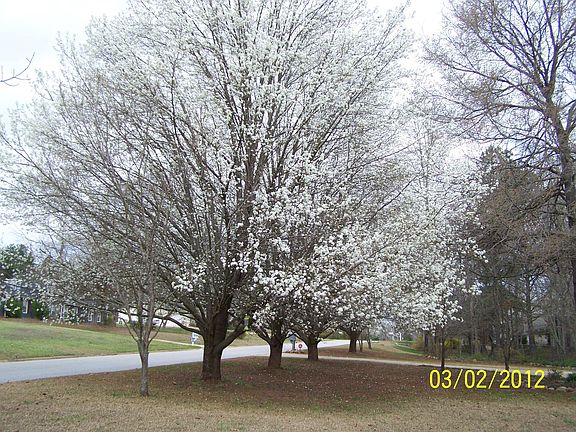 Bradford pear trees in Sprin
