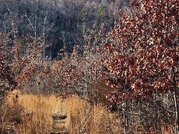 3rd image of 0 County Road 412 E