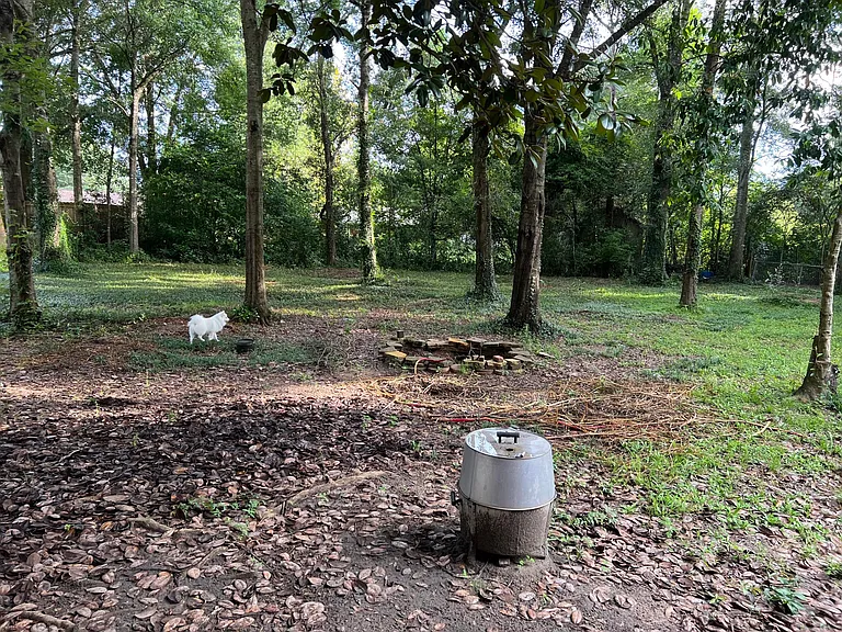 back yard