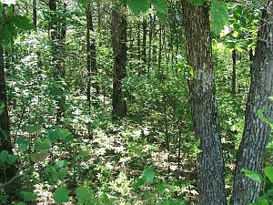 5th image of Chaney Cemetery & Lake Haven Dr