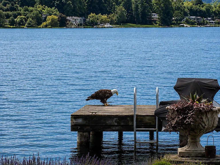 Eagles regularly visit property