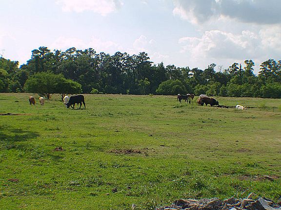 Neighbors property with horses, cows, and pond