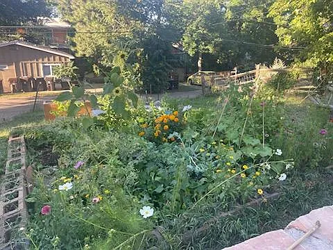 Garden area mid-summer - looking great!