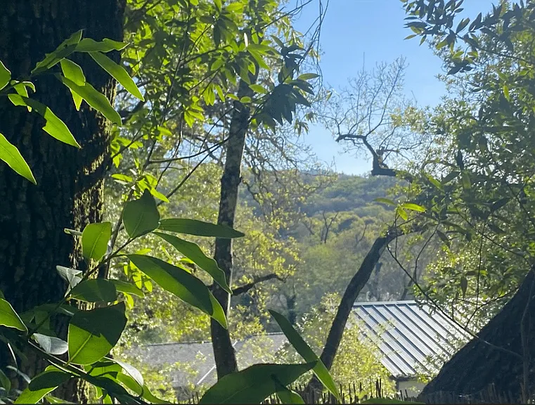 Backyard Offering Limited, Elevated Mayacamas Mountain Views Framed by the Surrounding Forest