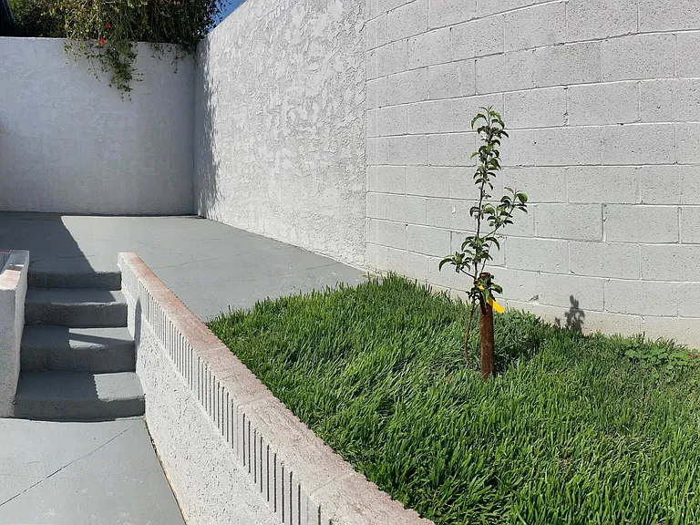 Garden with apple tree