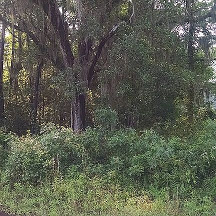 Beautiful Live Oak on lot