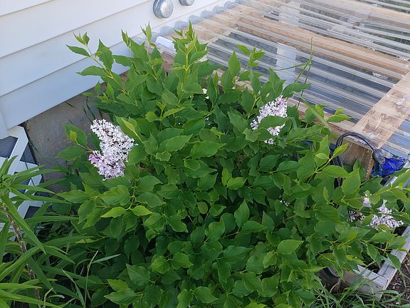 Lilacs next to egress