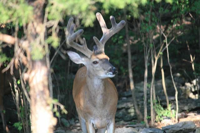 Auction Saturday November 16th @ 11am!