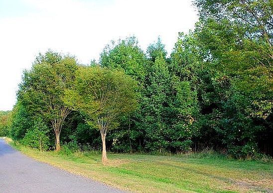 2nd image of 12901 Tobacco Trail Ln