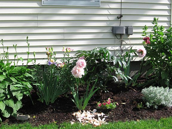 garden, side yard