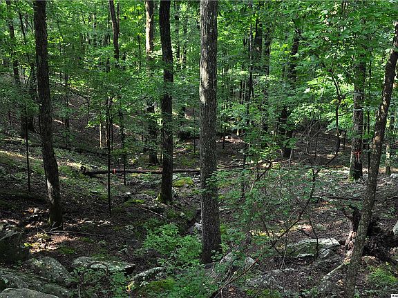 Stroll Through the Woods