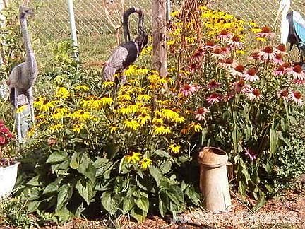 Perenial Flower Garden
						:
						Lawn art is gone, but flowers are all there.