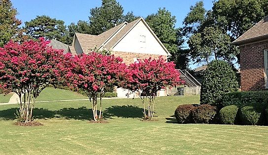Crepe Myrtles in Summer