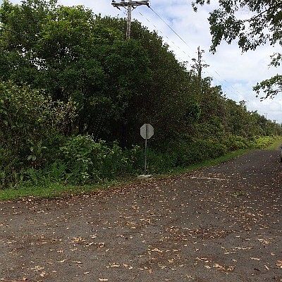 2nd image of 11-1418 Anthurium St Lot 8135