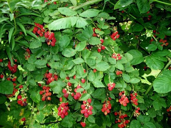 Blackberries 