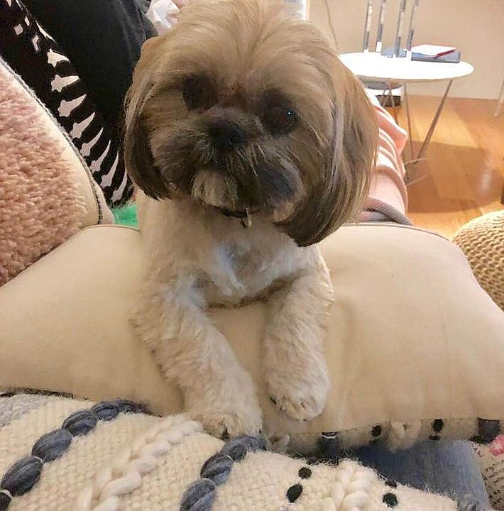 House Pets allowed (-25lbs)